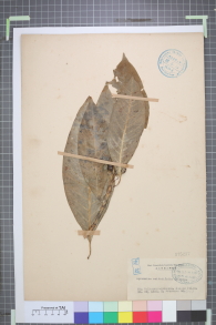 Specimen thumbnail